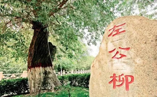 左公柳 左公柳