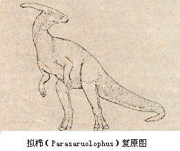 鴨嘴龍 鴨嘴龍