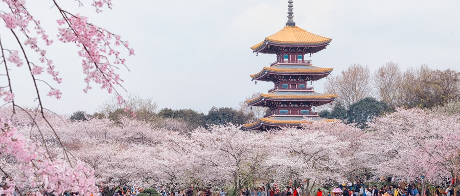 武漢東湖櫻園 武漢東湖櫻園