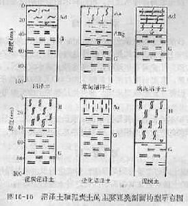 沼澤土 沼澤土